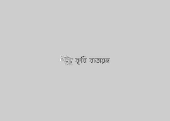 টবেই লেটুস চাষ