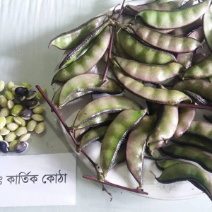 কার্তিক কোঠা